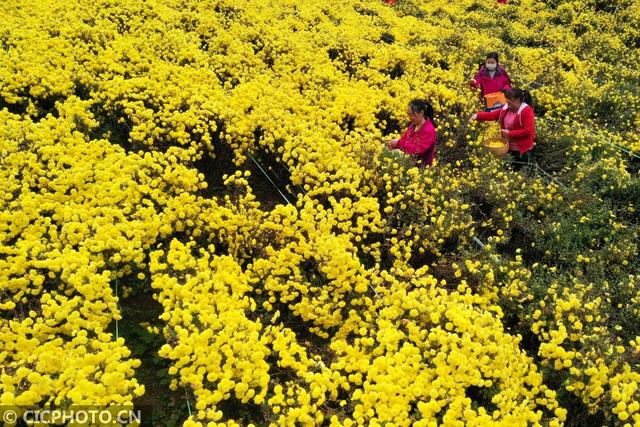 湖北保康：菊花种植助农增收