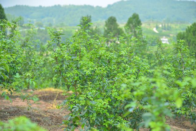 简单介绍花椒种植前景，种植方法，以及病虫害防治技术