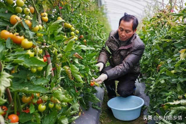 种好蔬菜的几个关键要点，缺一不可，很多人却就是不当回事