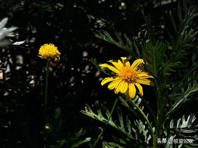 菊花种植，种植菊花技术的改进，菊花的种植应用