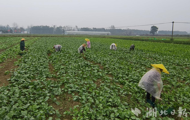 崇阳县隽青家庭农场：种植芥菜奔富路