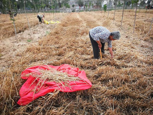 粮补新通知：每亩补贴269元小麦涨价潮来袭，农民收益将受影响？