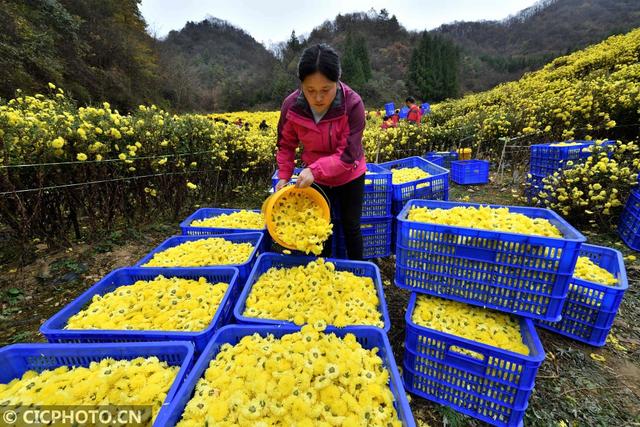 湖北保康：菊花种植助农增收