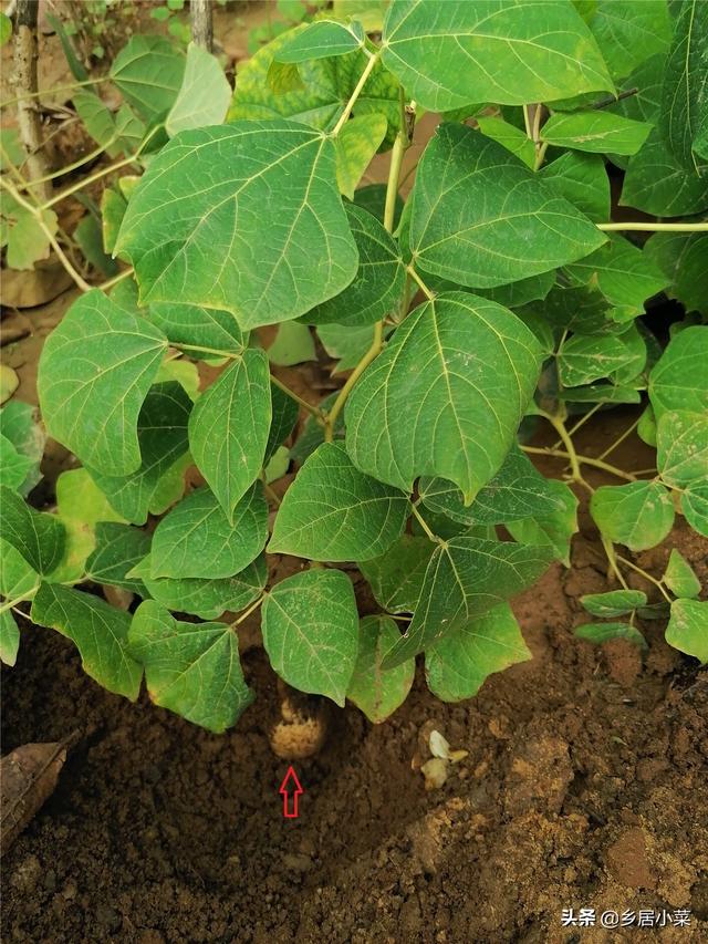 种植凉薯块根膨大难？结薯于土层，选好地块，注重分枝修剪等管理