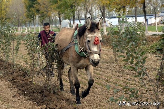 苹果园秋季底肥怎么施效果最好？注意这几点