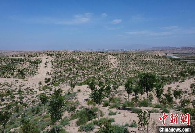 甘肃平川“地下挖煤，地上储碳”：储备林盘活“双碳经济”