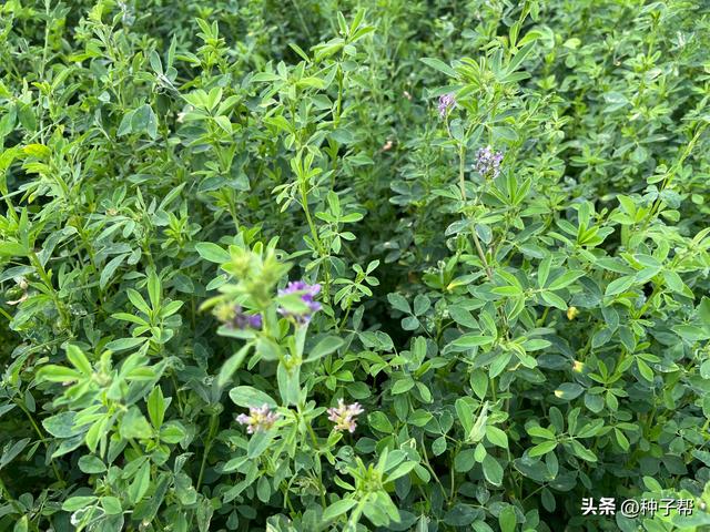 “牧草之王”：北方耐寒、营养又好的牧草，紫花苜蓿的相关介绍