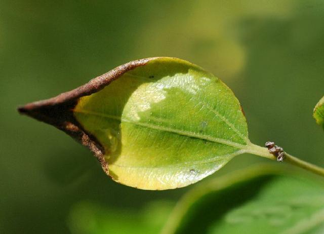 枣树种植很麻烦？掌握一项关键技术，保证大枣挂满枝头