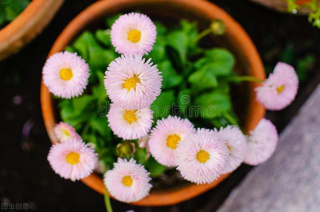 河南花友反季节种菊花，原以为白花钱，听她介绍发现“真香”