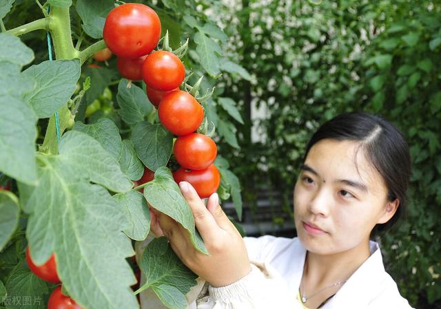 种植温室大棚为什么喜欢无土栽培种植？一文看懂国内外无土栽培