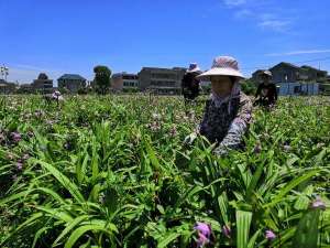 浙江白芨种植(温岭首个中药材规范化种植示范基地百花竞放)