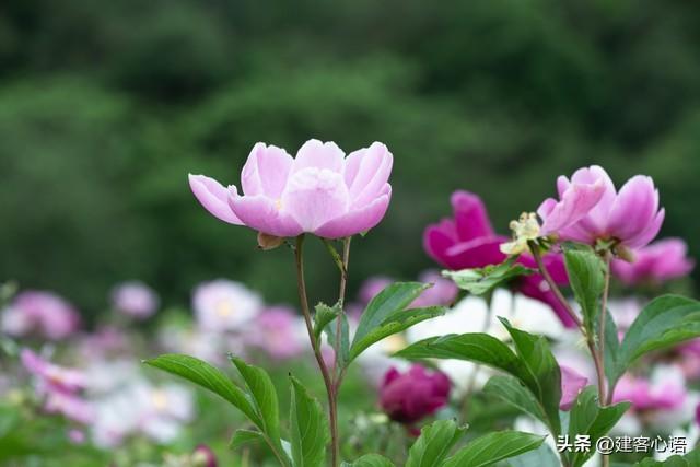 50种不同花卉的简要介绍