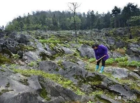 这一地貌被称作“土地癌症”，如此施肥可彻底根治，提高收益