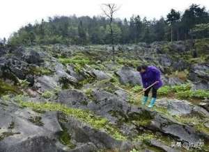 贝母种植技术及亩收益(这一地貌被称作“土地癌症”，如此施肥可彻底根治，提高收益)