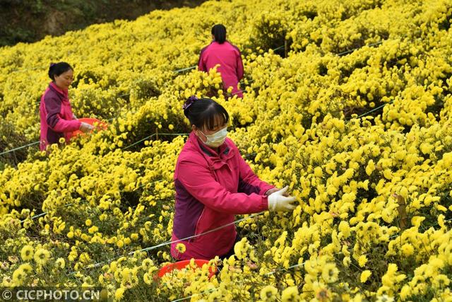 湖北保康：菊花种植助农增收