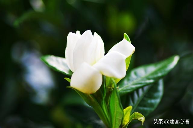 50种不同花卉的简要介绍