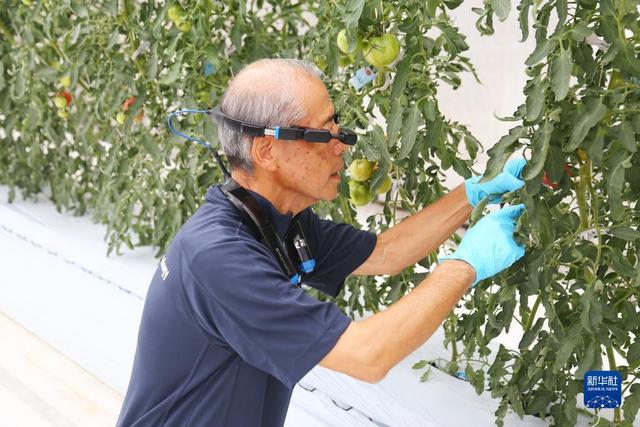 通讯：日本尝试用人工智能和物联网为都市农业破局