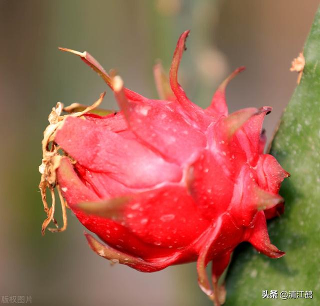 把控4个关键环节，火龙果“南果北种”一点儿也不难