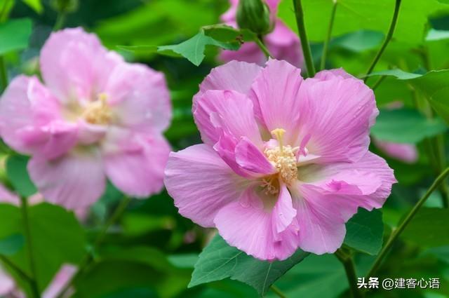 50种不同花卉的简要介绍