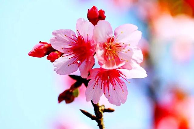 福建山樱花（钟花樱桃）