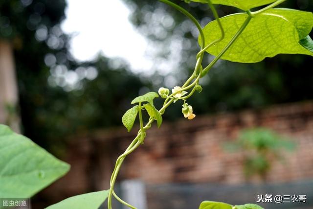 种植技术｜大幅提高豇豆产量的4个技术要点