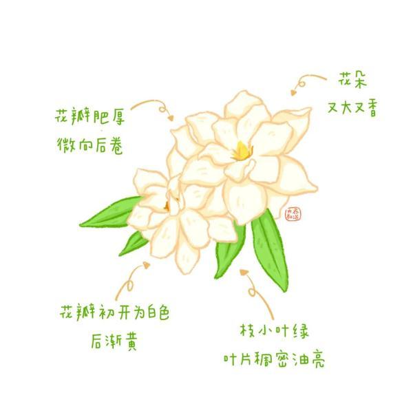 不认识花草？这份花草图鉴收好