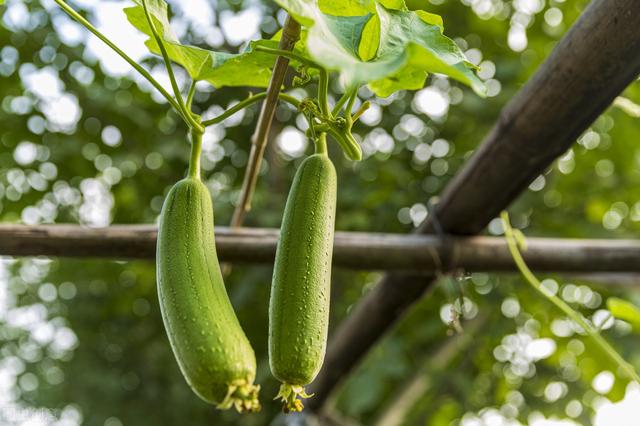 丝瓜大棚早春栽培技术，种植户不必苦恼，找对方法轻松解决