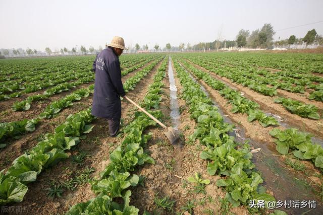 各地蔬菜种植时间表，菜农必备技能，一年四季种啥全知道