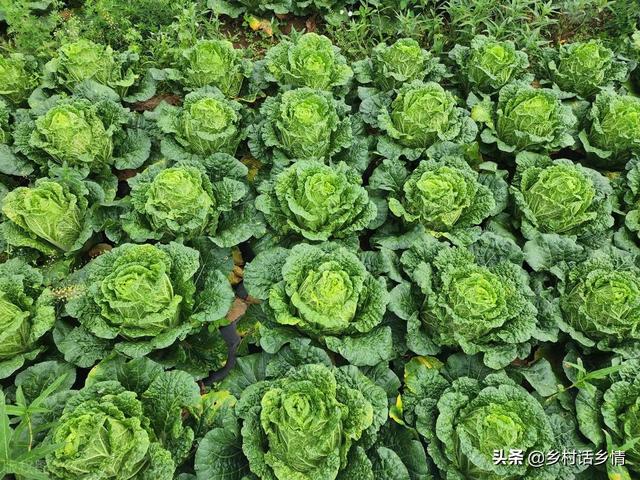 啥时候种植大白菜最好？最全播种时间表来了，把握时机别错过