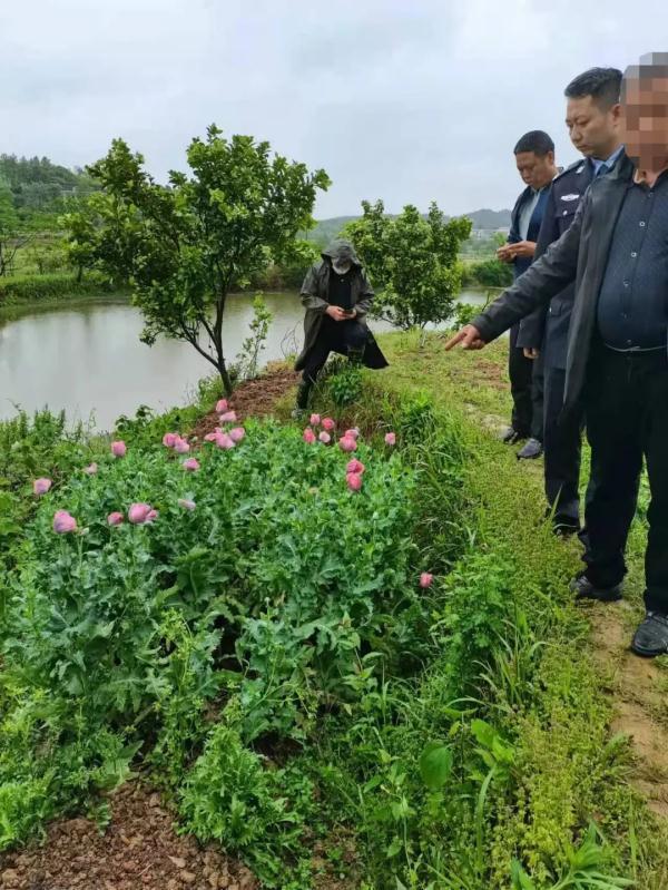 罂粟不是“特效药”，非法种植触犯法律