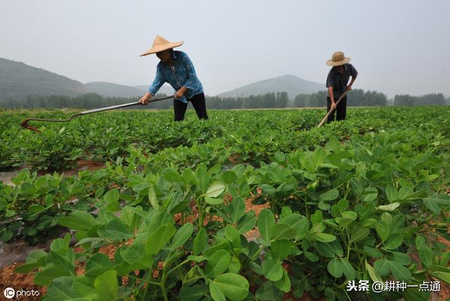 20年老农告诉你黑花生地膜覆盖高产栽培技术 学会种花生不求人