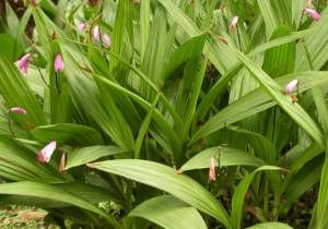 白芨的种植管理技术(白芨的习性、生长环境、养殖技巧、注意问题)