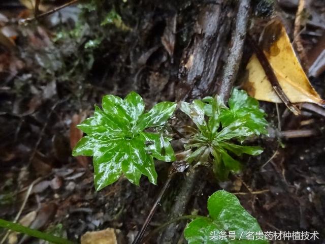 这种野草，记住它的外貌，价值很珍贵，爷爷说：它能让人回心转意