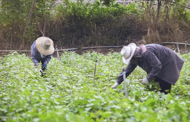 农村小伙回乡搞种植，1亩净赚5000元，让玉米种植大户眼馋