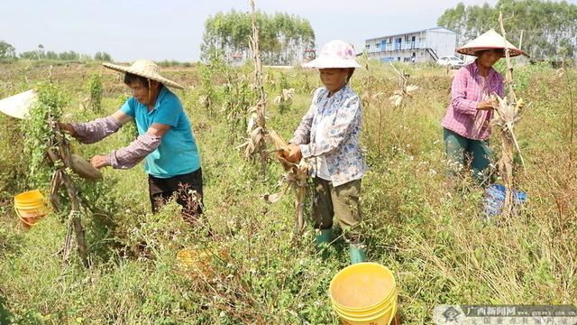 贵港市港南区：玉米药材套种成致富“良方”