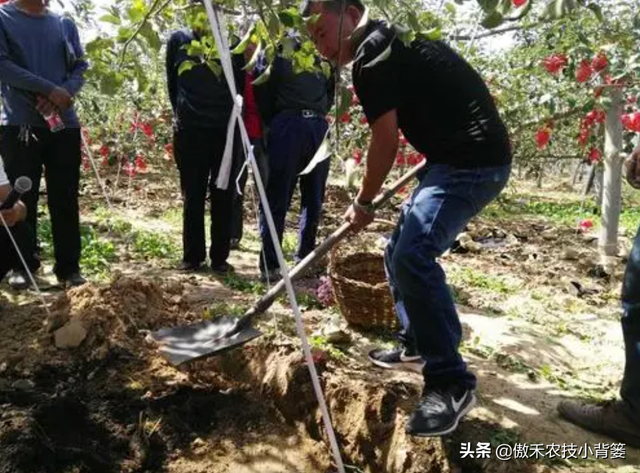 苹果园秋季底肥怎么施效果最好？注意这几点