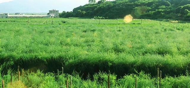 芦笋高产关键技术支架高产栽培防倒技术