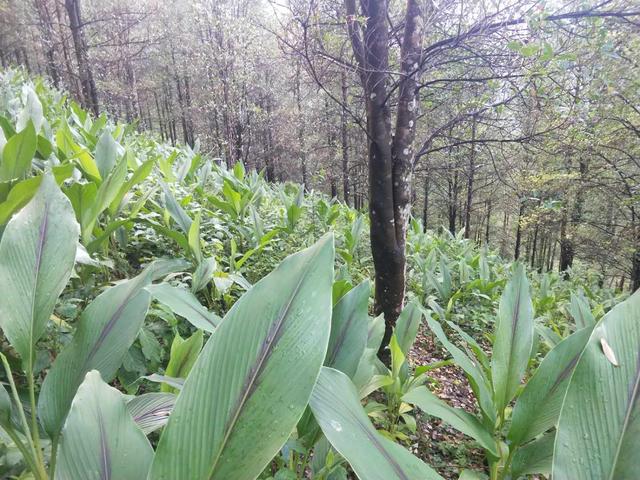 凤山林下中药材种植示范基地建设项目通过市级专家初审