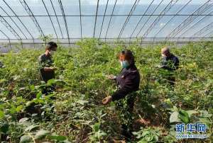 唐山地区西瓜种植(河北丰润：发展大棚果蔬种植 拓宽增收渠道)