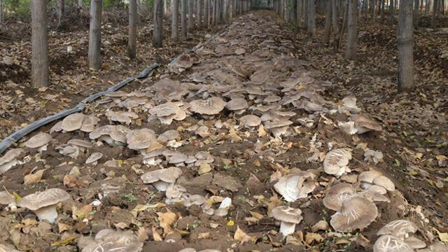 河南沁阳：林下种菌菇 敲开“致富门”