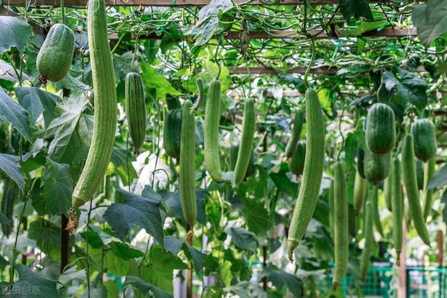 丝瓜大棚早春栽培技术，种植户不必苦恼，找对方法轻松解决