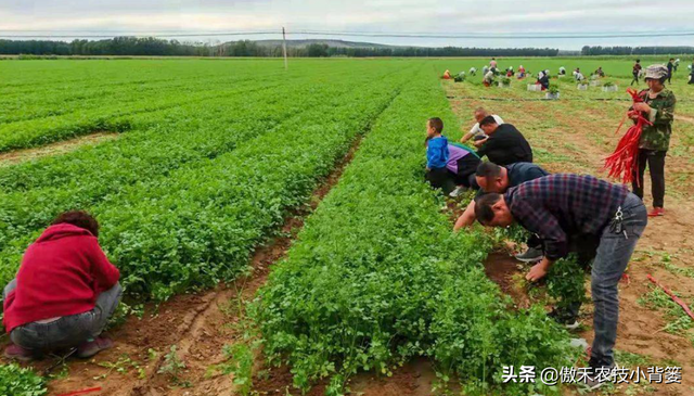 如何才能种出高产优质的香菜？这篇文章手把手教你怎么种植