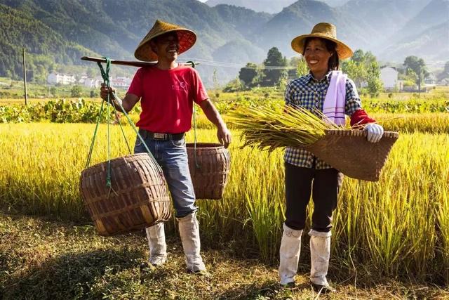 粮食补助计划出台了，农民获得了前所未有的补贴，有多少？