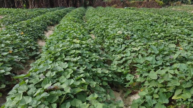 农村小伙回乡搞种植，1亩净赚5000元，让玉米种植大户眼馋