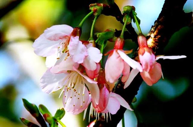 福建山樱花（钟花樱桃）