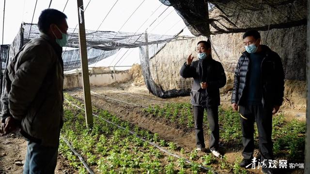 南京特色蔬菜菊花脑在西宁湟源试种成功