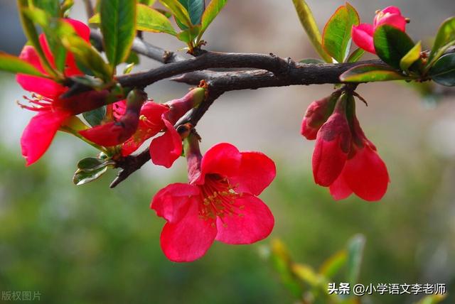 写植物作文的优秀段落集锦，让孩子写作妙笔生花