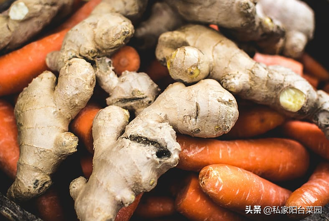 室内种鲜姜，1块姜能种出一盆来，新鲜味又浓