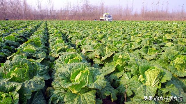 种植萝卜、胡萝卜和白菜，起垄和平地哪个好？原来一直都做错了