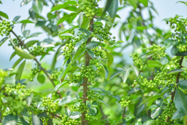 简单介绍花椒种植前景，种植方法，以及病虫害防治技术